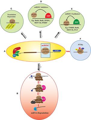 The Role of Dynamic miRISC During Neuronal Development